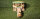 Sondermodell - 00022